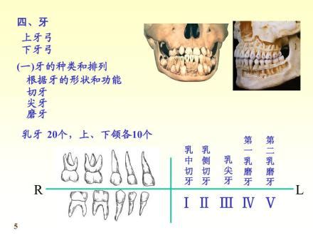 门牙|牙齿（脊椎动物高度钙化组织）